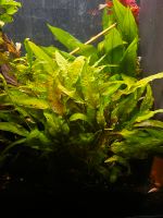 Cryptocoryne wendtii, Wasserpflanzen, Aquarium Niedersachsen - Uetze Vorschau