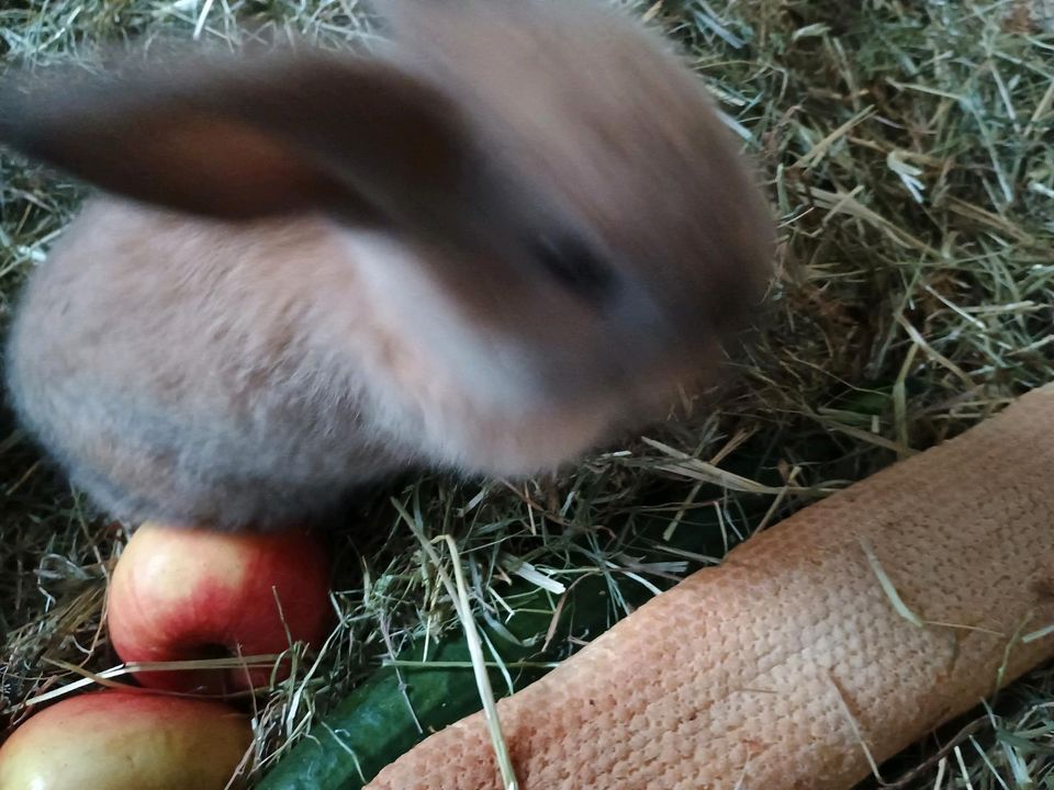 Kaninchen Baby abgabefähig ab sofort in Beckingen