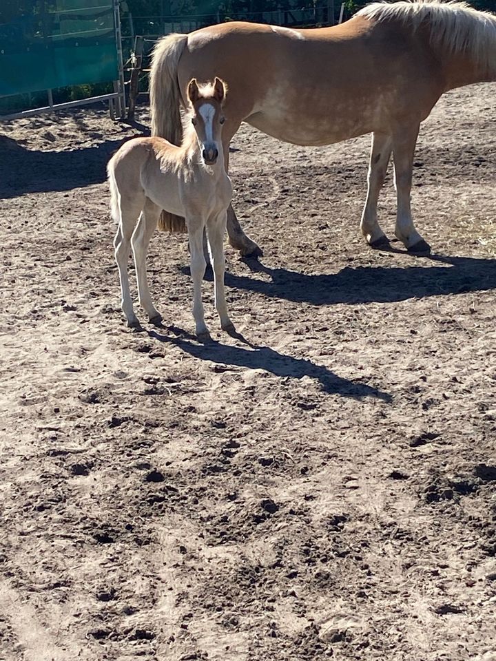 Haflinger | Haflingerstutfohlen | aus sporterfolgreicher Mutter! in Celle