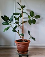 Blume Ficus elastica Gummibaum ca. 145 hoch im Topf Zimmerpflanze Bayern - Bogen Niederbay Vorschau