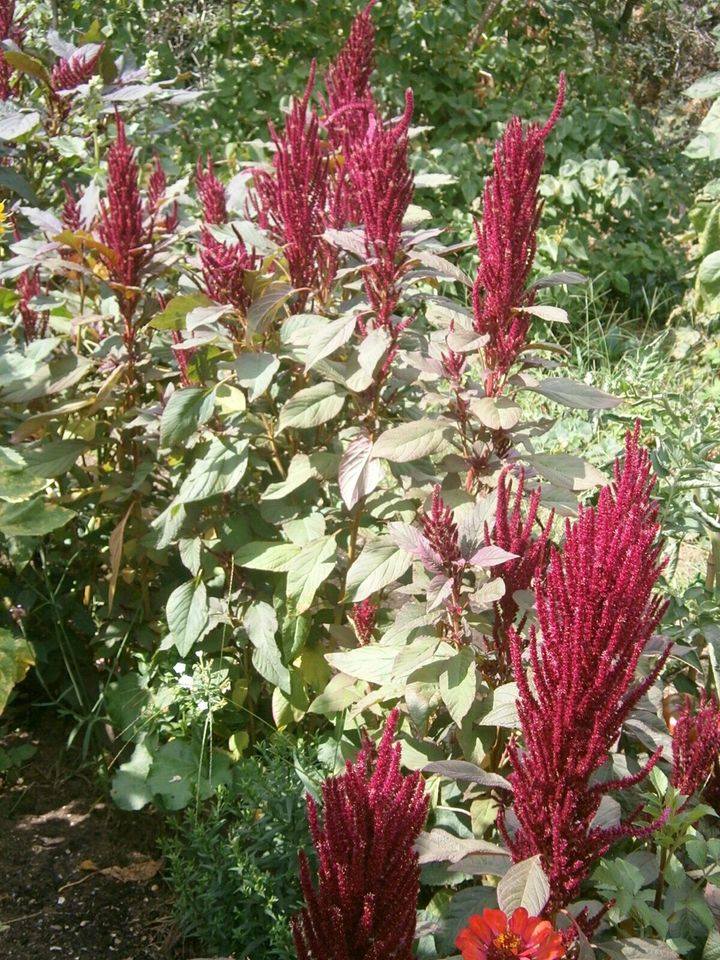 AMARANTH "All Red" (Amaranthus caudatus) VIOLETT - SAMEN in Lutherstadt Wittenberg