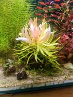 ☘️Ammannia pedicellata Golden Aquariumpflanze Wasserpflanze 3€*☘️ Rheinland-Pfalz - Minfeld Vorschau