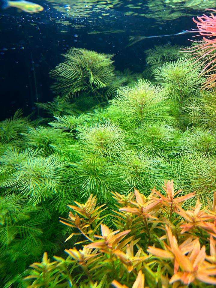 Myriophyllum mattogrossense Tausendblatt Aquariumpflanze in Gera