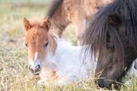 Ferienwohnung Kinder Ponyreiten Rhön Bauernhof Schafe Hunde Pony Bayern - Geroda Vorschau