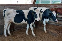 Färsen Stärken schwarzbunte Rinder Mutterkuh Güstrow - Landkreis - Warnow Vorschau