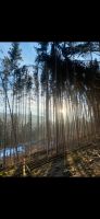 Baumfällung Holzeinschlag Holzrücken Wald Forstarbeiten Baden-Württemberg - Sulz Vorschau