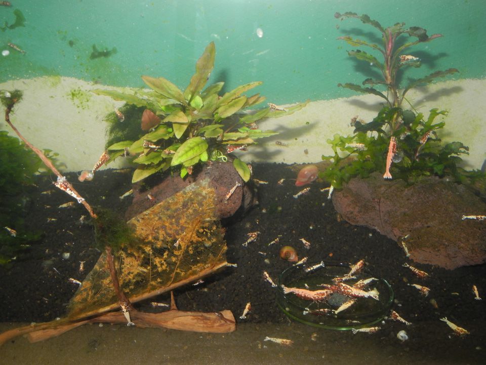 Galaxy Fishbone Red Caridina Garnelen in Freiburg im Breisgau