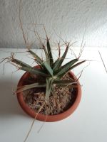 Leuchtenbergia principis Nürnberg (Mittelfr) - Mitte Vorschau