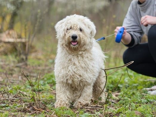 Teo Malteser/Bichon Rüde in Weichs