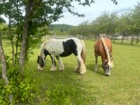 Reitbeteiligung - Pferd sucht Reiter Baden-Württemberg - Steißlingen Vorschau