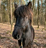 Hübscher Islandwallach Isländer Islandpferd aus 2019 Niedersachsen - Küsten Vorschau