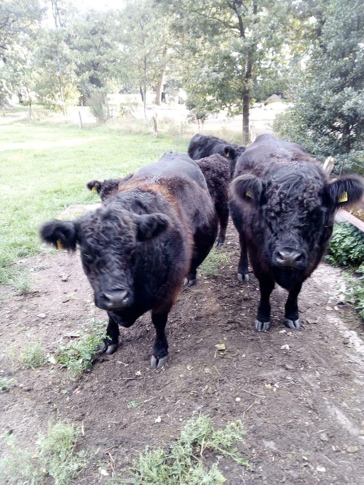 Weide Wiese Dauergrün Grünland Pferde Rinder Naturschutz in Ringe