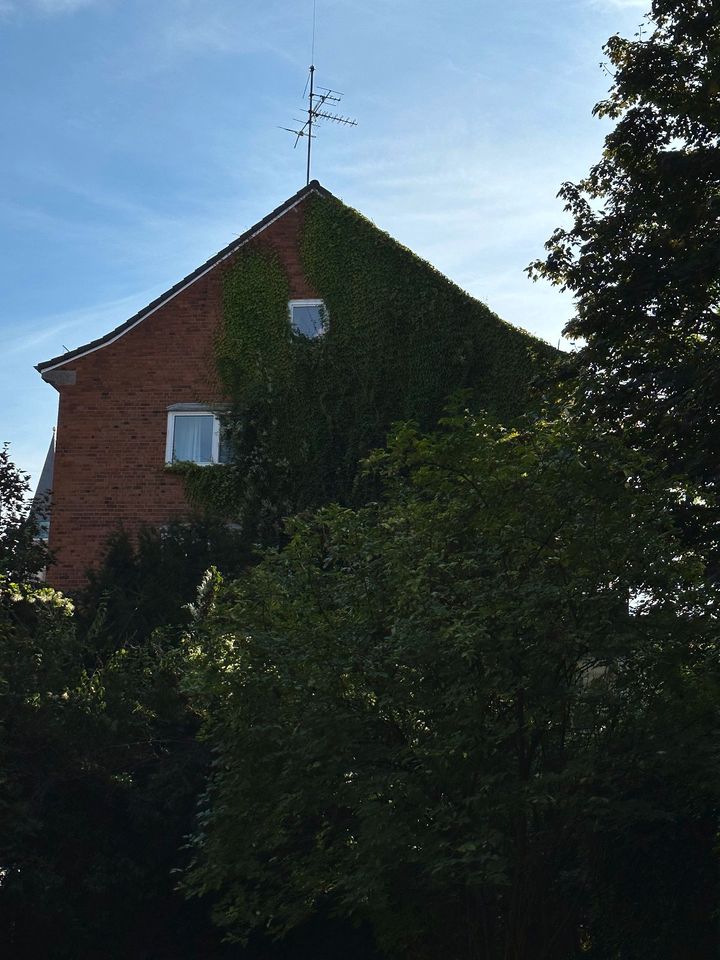 Efeu entfernen,Fassade, Grünschnitt in Heikendorf