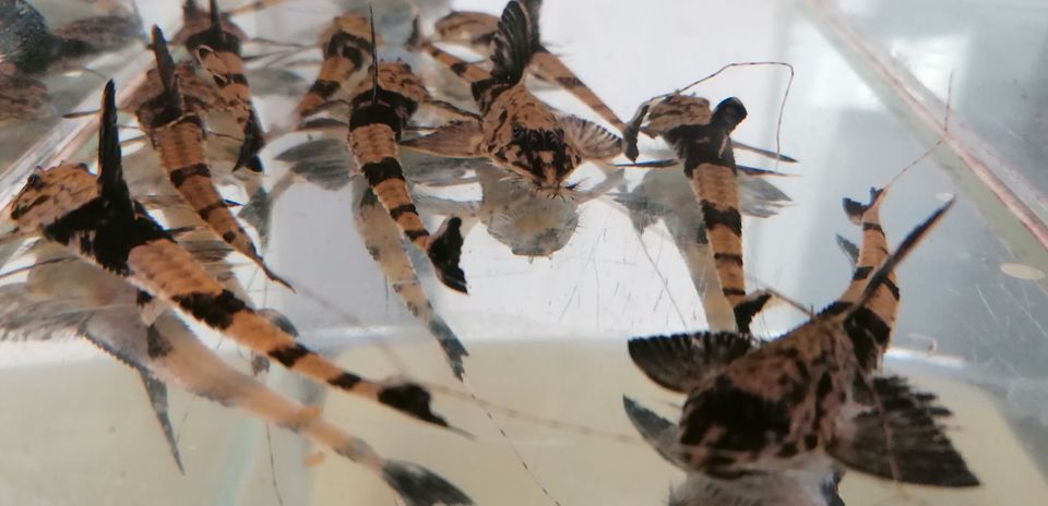 Maulbrütender Hexenwels - Loricaria simillima abzugeben in Oberlungwitz