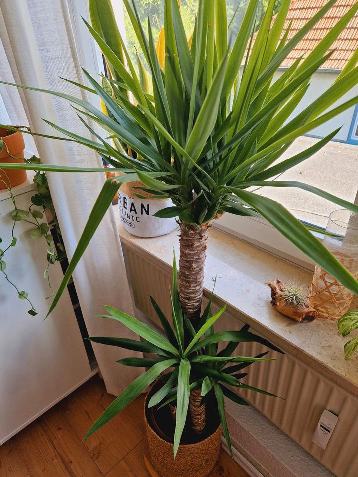 Yucca Palme Zinmerpflanze groß in Mettingen