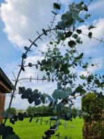Eukalyptus abzugeben Nordrhein-Westfalen - Legden Vorschau