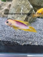 Apistogramma agassizi red Fire, Zwergbuntbarsch Nordrhein-Westfalen - Mönchengladbach Vorschau