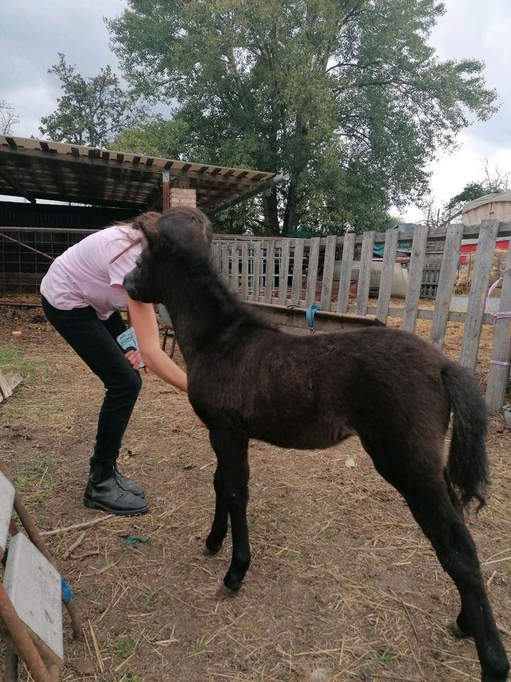 Pony Stute, Shetty in Kabelsketal