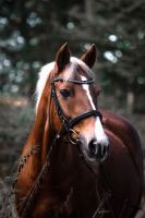 Deutsches Reitpony Niedersachsen - Steimbke Vorschau