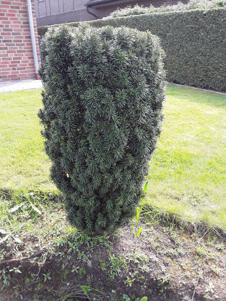 Eibe - Taxus baccata in Vrees