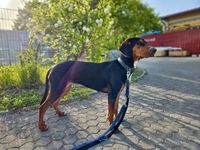Hündin (11 Monate), verspielt, freundlich & toller Familienhund Bayern - Ebersberg Vorschau