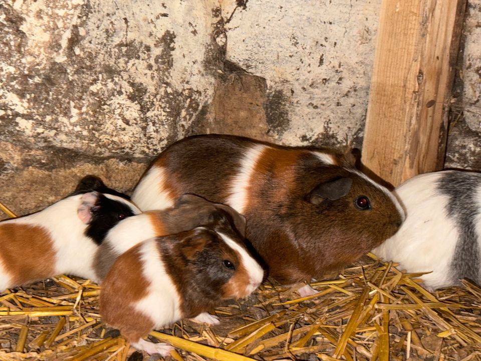 Baby Meerschweinchen zu verkaufen in Zschadraß