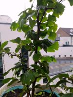 Ginkgo baum. 2 stück ca. 2 Meter Aachen - Aachen-Mitte Vorschau