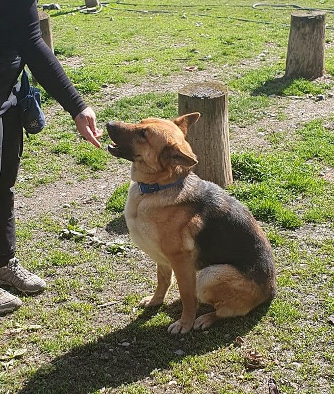 BETSY ca. 2 J. freundl. Schäferhündin, liebe Familienhund in Gelnhausen