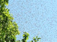 Bienen Imker Bienenschwarm Schwarmfang Biene Nordrhein-Westfalen - Emsdetten Vorschau