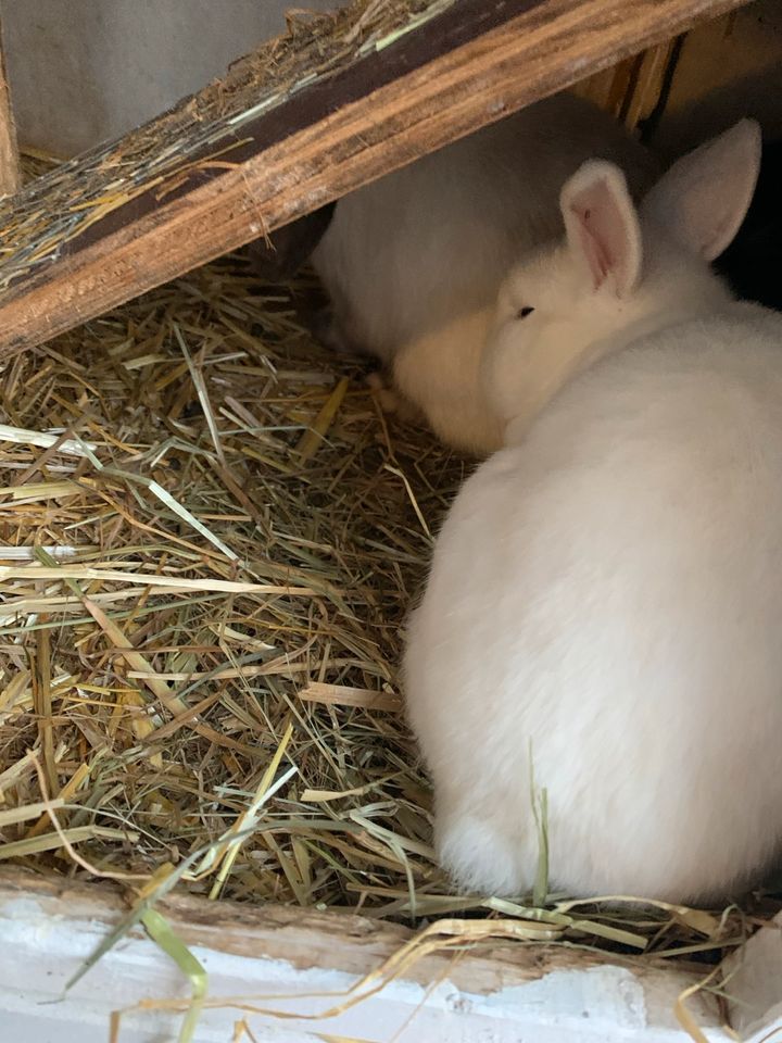 Zwei Kaninchen, ein weiblicher und ein männlicher in Neuried