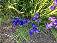 Iris Schwertlilie blau blühend, Teilstücke Nordrhein-Westfalen - Moers Vorschau