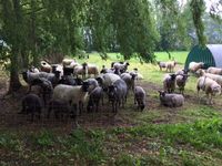Bioland Schafe, verschiedene Rassen, zum Verkauf Niedersachsen - Luckau (Wendland) Vorschau