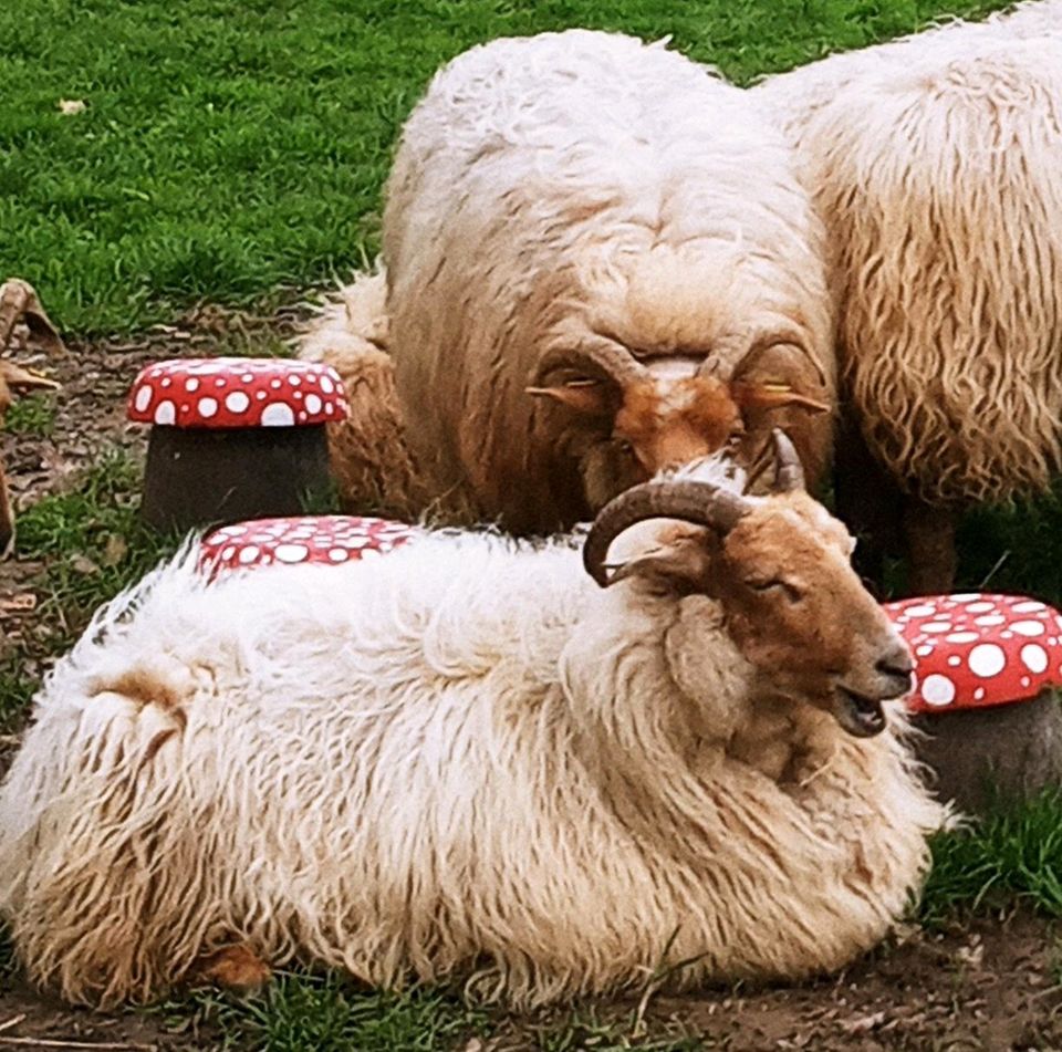 Schafe Drenthe Heideschafe Auen in Ibbenbüren