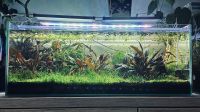 Aquarium Sondermaß 76x38x30 Weißglas Bayern - Fürth Vorschau