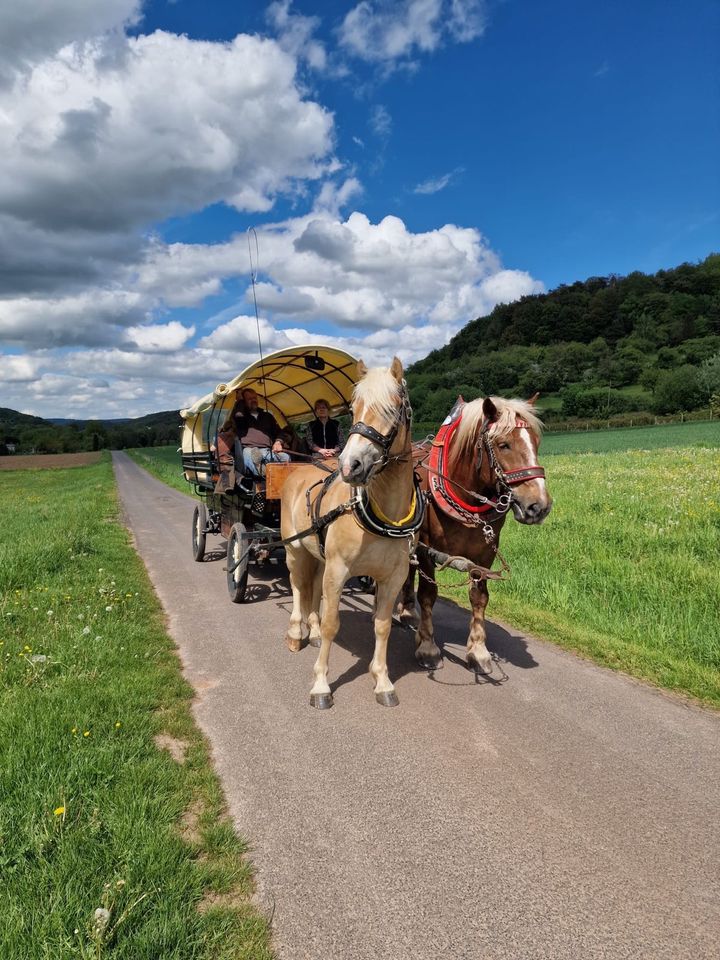 Haflinger Pferd 3 jährig in Witzenhausen