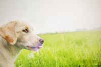 Tierfotografie - Fotograf - Hundeshooting Nordrhein-Westfalen - Uedem Vorschau