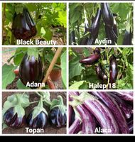 Aubergine Samen Set, 6 Sorten, Je Sorte 20+ Samen, Saatgut Nordrhein-Westfalen - Viersen Vorschau