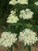 Fliederbeere  Schwarzer Holunder Sambucus nigra Baum Busch Hessen - Liebenau Vorschau