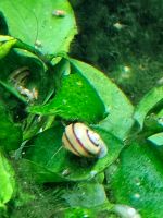 Schnecke gelb Zebra Baden-Württemberg - Aalen Vorschau