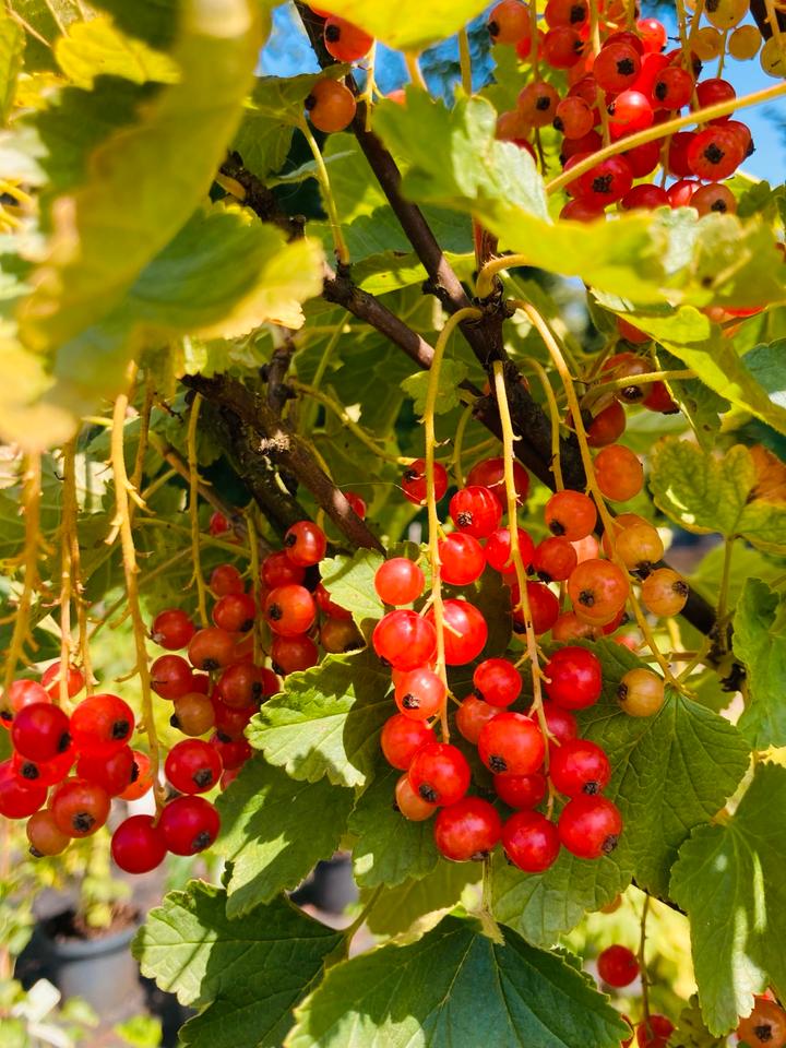 Beeren in Großer Auswahl, Heidelbeeren, Himbeeren, Holunder  uvm in Oldenburg