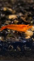 Orangene Aquarium Garnelen 10 Stück Orange Fire Neocaridina Brandenburg - Alt Zauche-Wußwerk Vorschau