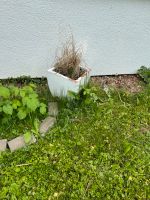 Blumenkübel inkl. Lampenputzergras zu verschenken Nordrhein-Westfalen - Unna Vorschau