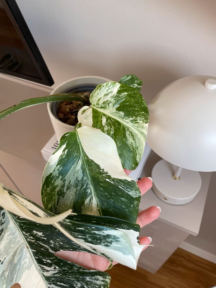 Ganze Pflanze: Monstera Deliciosa Variegata in Karlsruhe