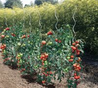 TOMATEN SPIRALE / FEIGENBAUM SITZLINGE / ZYPRESSE / HECKENPFLANZE Rheinland-Pfalz - Schwegenheim Vorschau