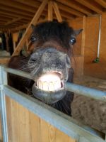 Kinder-Workshop,Ponyreiten,Pony-Spaß,Reiten & Abenteuer Pferdehof Baden-Württemberg - Neckarbischofsheim Vorschau