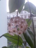 Wachsblume Porzellanblume Seidenpflanze Hoya carnosa Pflanze 1 Mitte - Tiergarten Vorschau