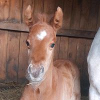 Partbred Araber Hengstfohlen Fuchs Brandenburg - Stechlin Vorschau