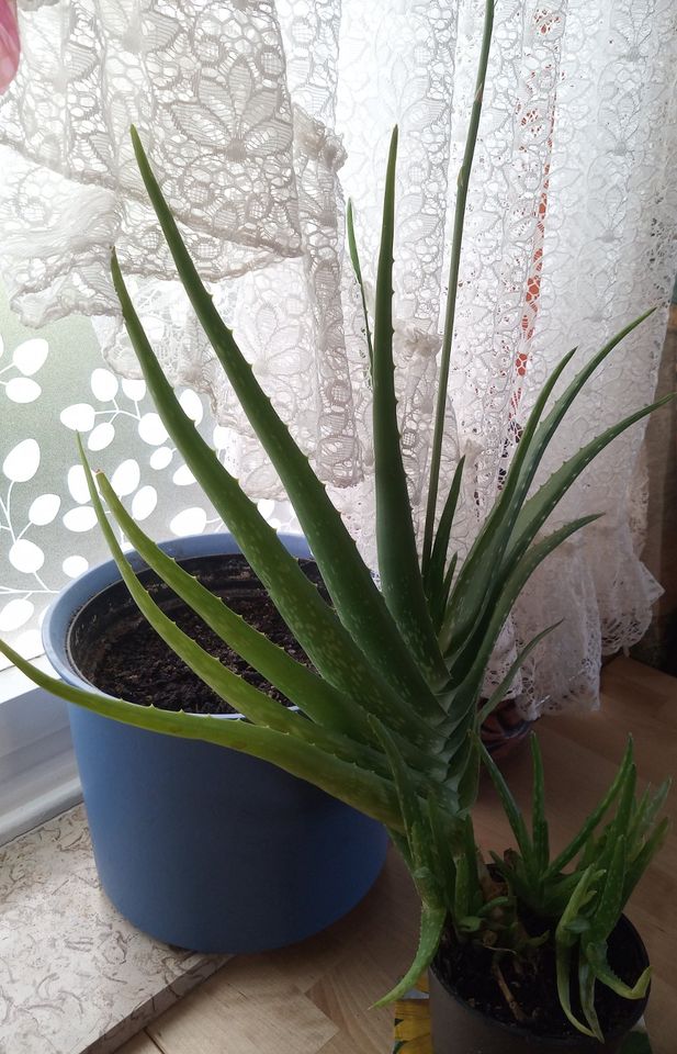 90 cm Aloevera Pflanzen mit Blüte Aloe vera Blumen Ostergeschenk in Marsberg