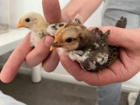 Serama kleinste Hühner der Welt Naturbrut Küken Rheinland-Pfalz - Erfweiler Vorschau