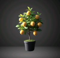 Zitronenbaum Meyer -Lisa- 30 cm ohne Früchte Citrus Meyer Lemon Niedersachsen - Soltau Vorschau